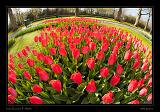 Keukenhof Hollandia 100